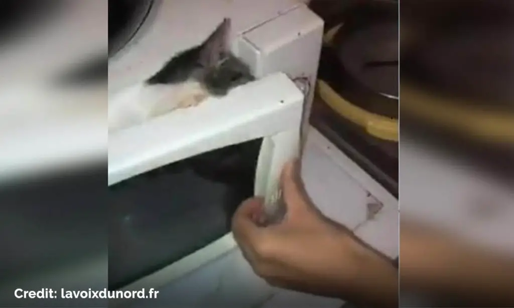 Sickening footage of Teenagers Microwave a Cat was uploaded to social media in Dunkirk