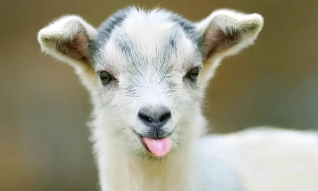 Police called to search for a child in distress, turns up screaming goat instead