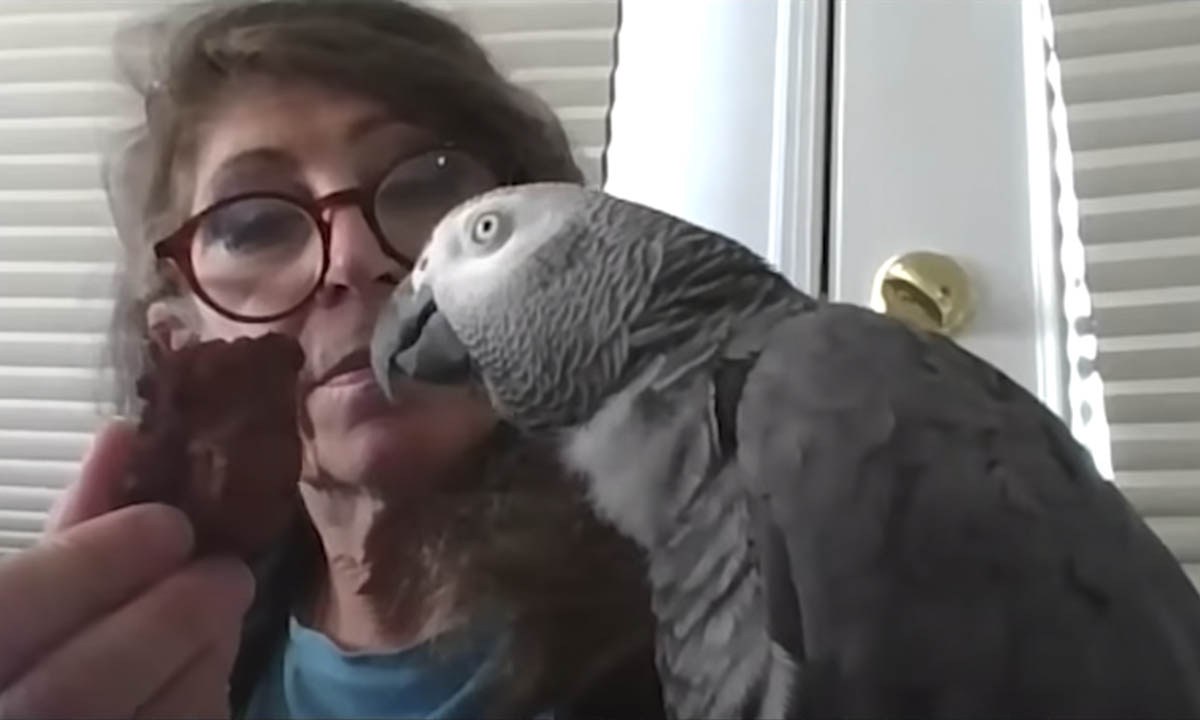 Grey parrot called Griffin humiliates Harvard students by beating them in a memory test