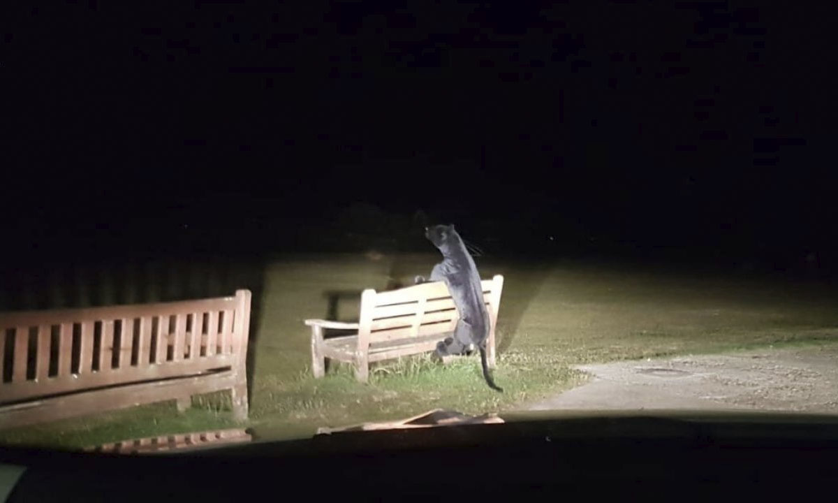 Police were reportedly called to a park in Steyning, Horsham, West Sussex, on Friday over fears of an “apex predator” roaming around. (SWNS)