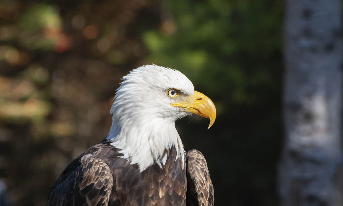 Bald eagle attacks $950 state drone, drops it into Lake Michigan