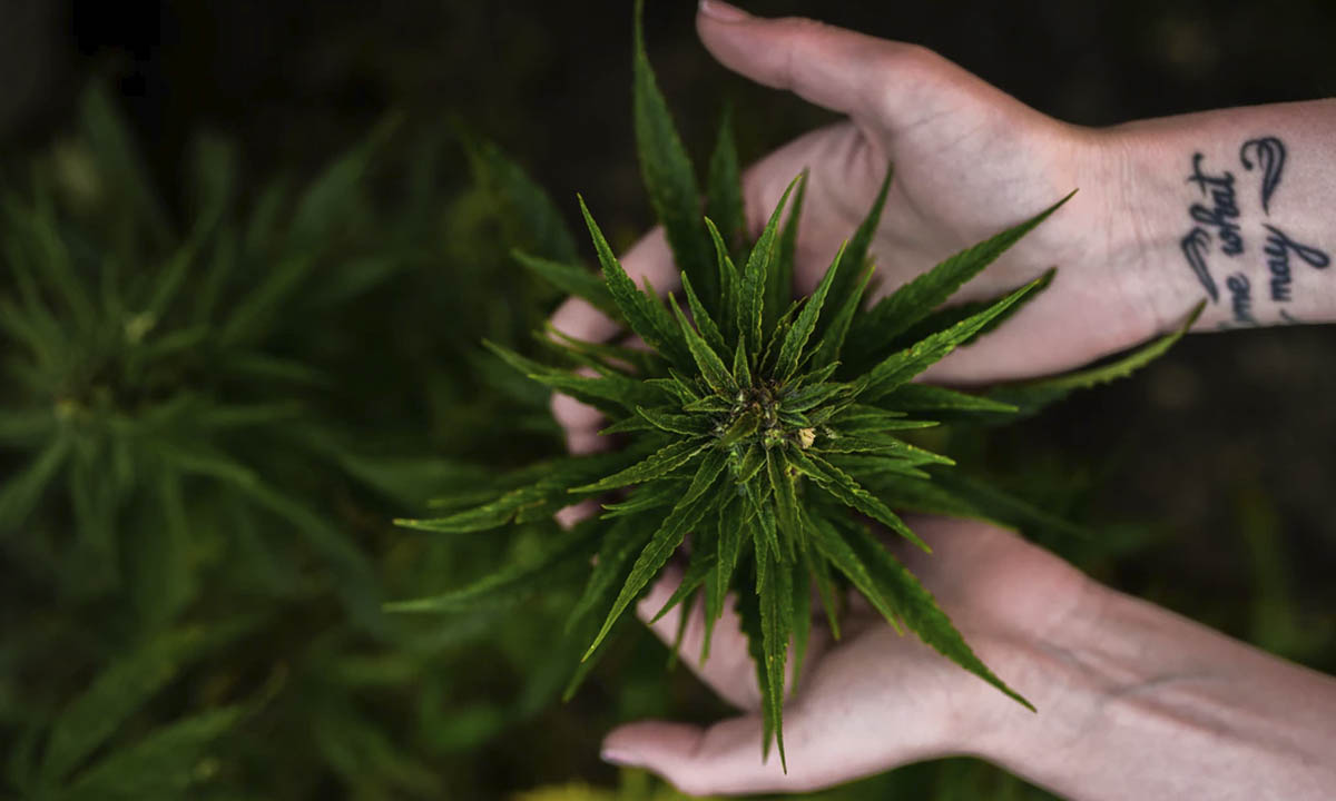 Customers Can Now Buy Marijuana From Vending Machines In Colorado