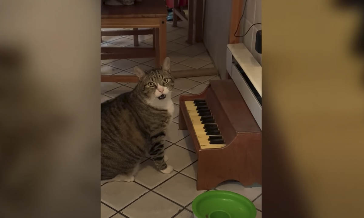 Tabby cat plays piano to convey owners he's hungry