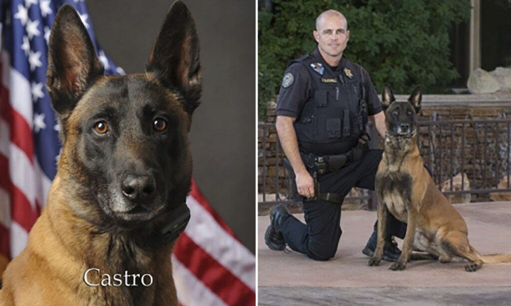 Arizona police K-9 dies of brain tumor complications days after diagnosis