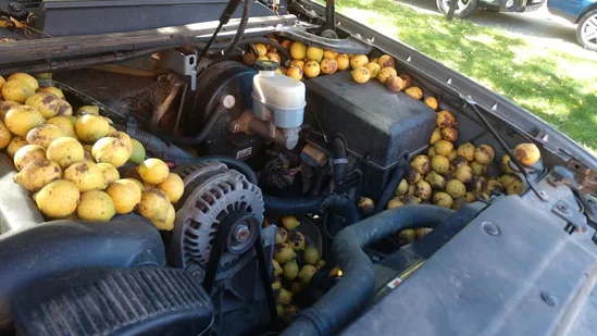 A squirrel hid 42 gallons of walnuts inside parked car.jpg