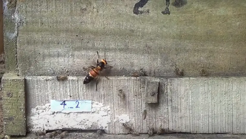 Witness and Hear the Attack of a Giant Murder Hornet on a Beehive