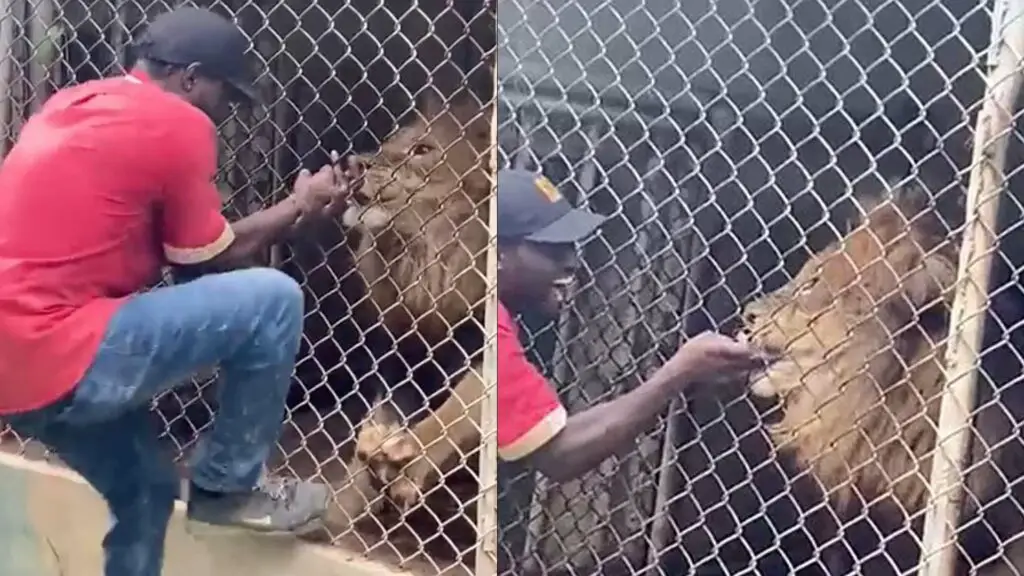 finger BITTEN OFF by a lion in front of frightened visitors at Jamaica Zoo