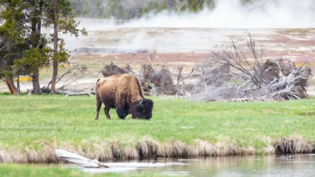 Yellowstone National Park a 25-year-old woman from Ohio was gored and tossed 10 Feet Into the Air by a Bison