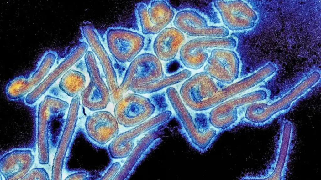 Ghana confirms first case of deadly Marburg virus, killing two people