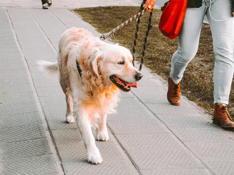 Dog walkers make around $15 to $25 an hour