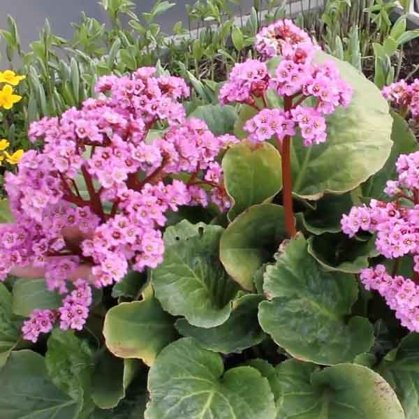 Glossy bergenia foliage with pink blooms in a shaded garden border