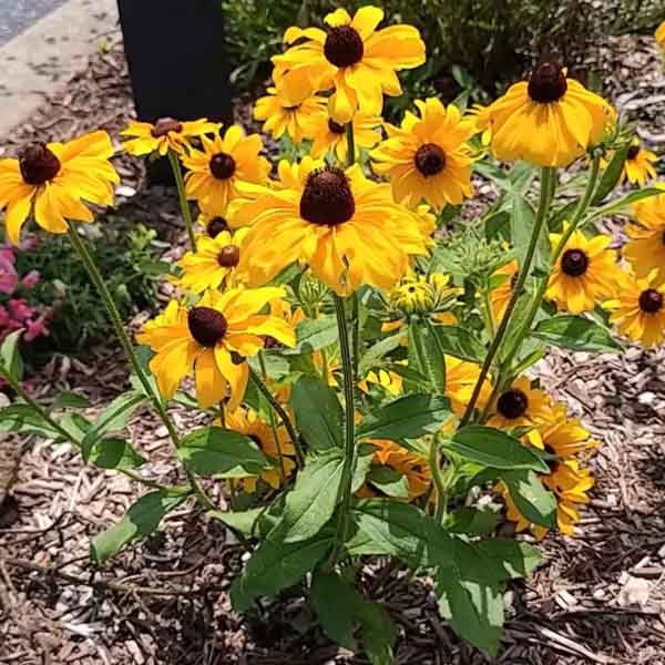 Gold and brown black-eyed Susan flowers filling a garden border