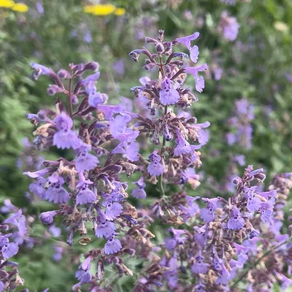 Purple-blue catmint blooming in a low-maintenance garden border