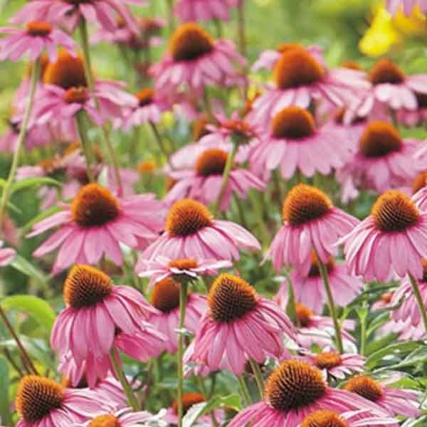 Purple coneflowers blooming in a pollinator-friendly garden border
