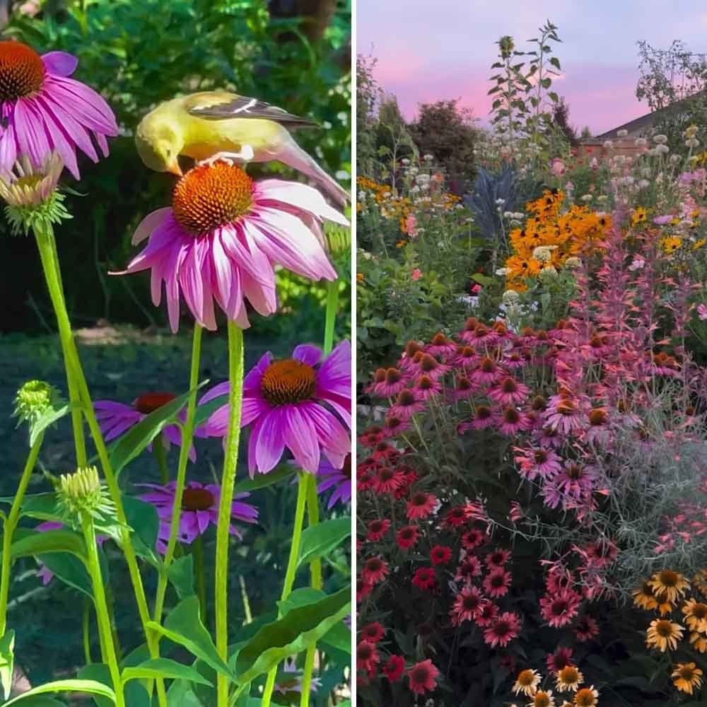 Coneflower