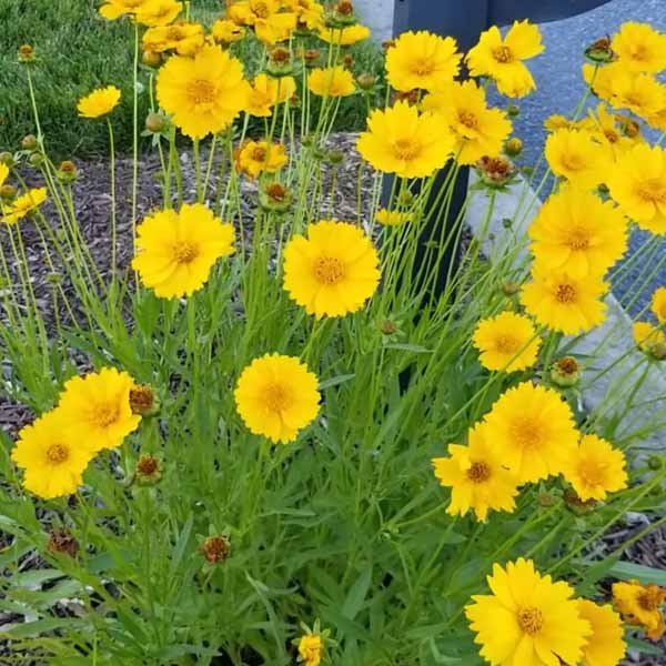 Yellow coreopsis flowers thriving in a sunny garden border