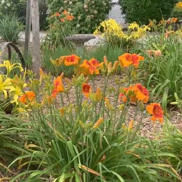 Orange daylily flowers blooming along a garden border edge
