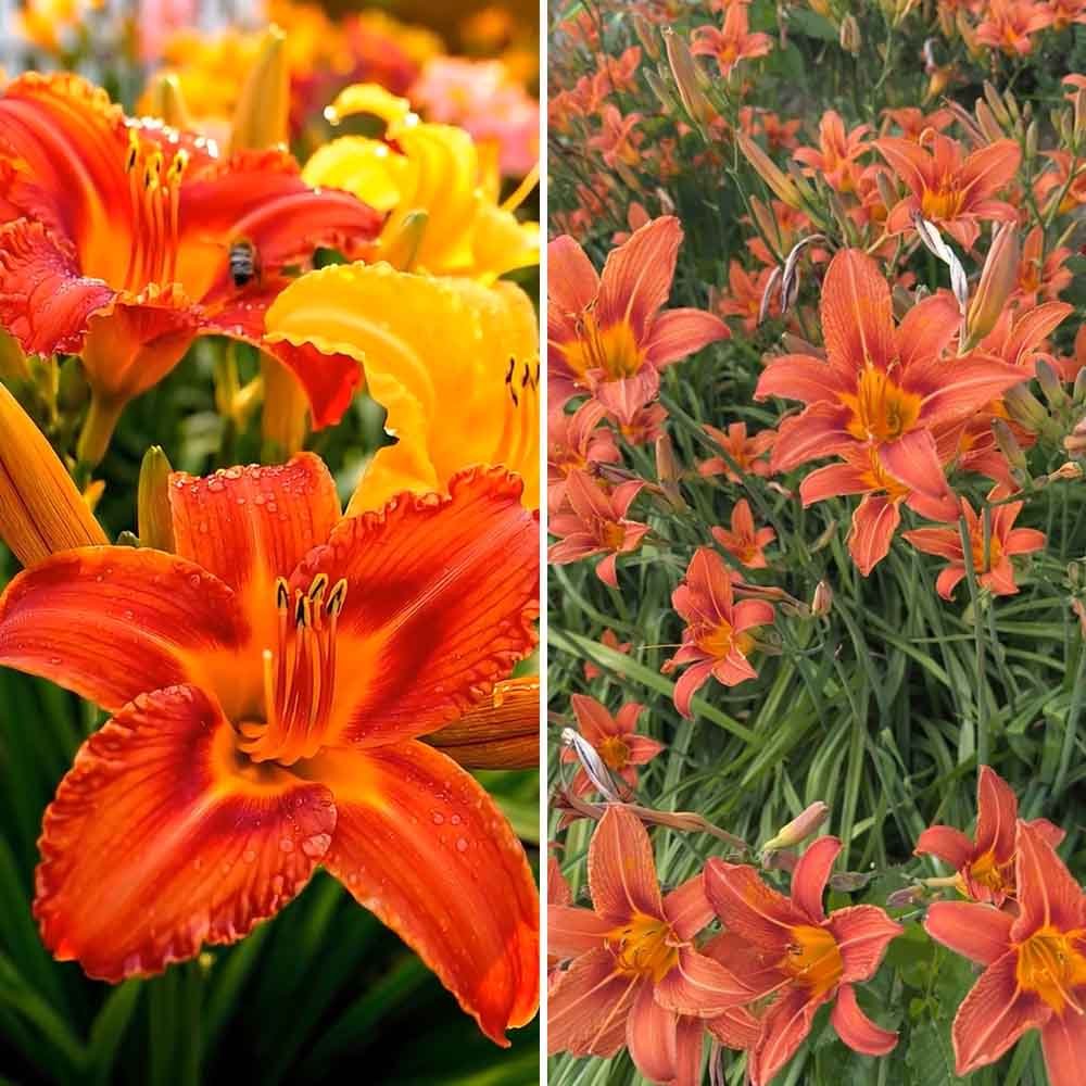 Daylily border plant