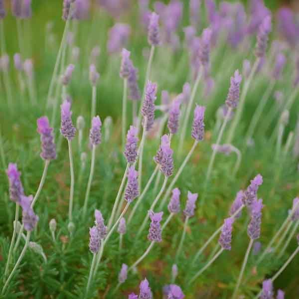 Fragrant purple lavender spikes in a well-drained garden border