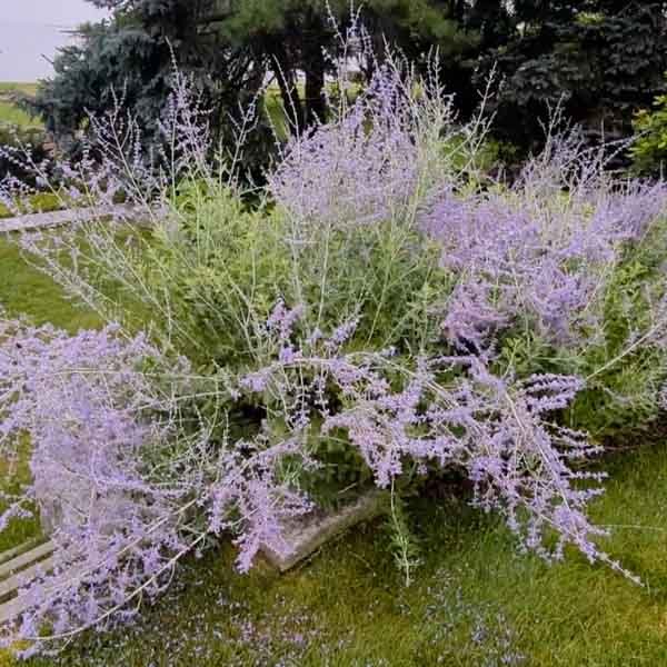 Silvery Russian sage with lavender-blue blooms in a drought-tolerant border