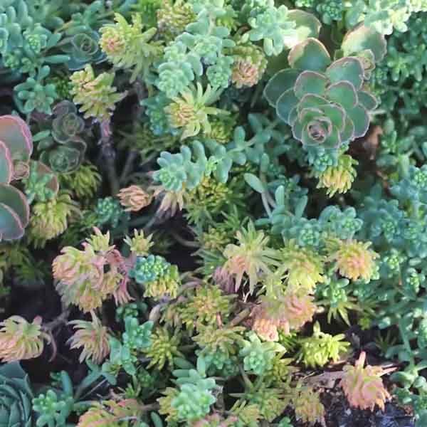 Pink and green sedum flower heads in a fall garden border