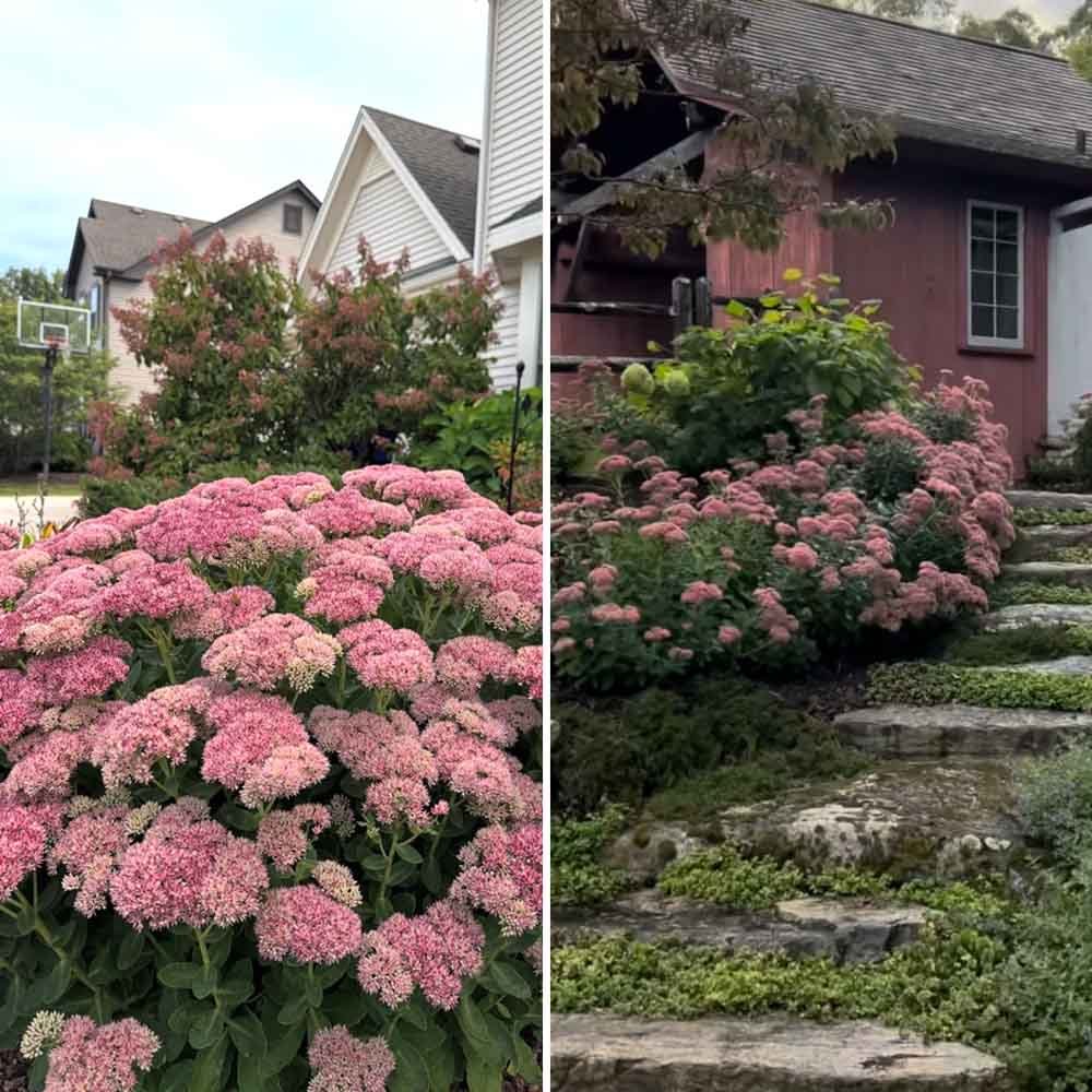 Sedum
