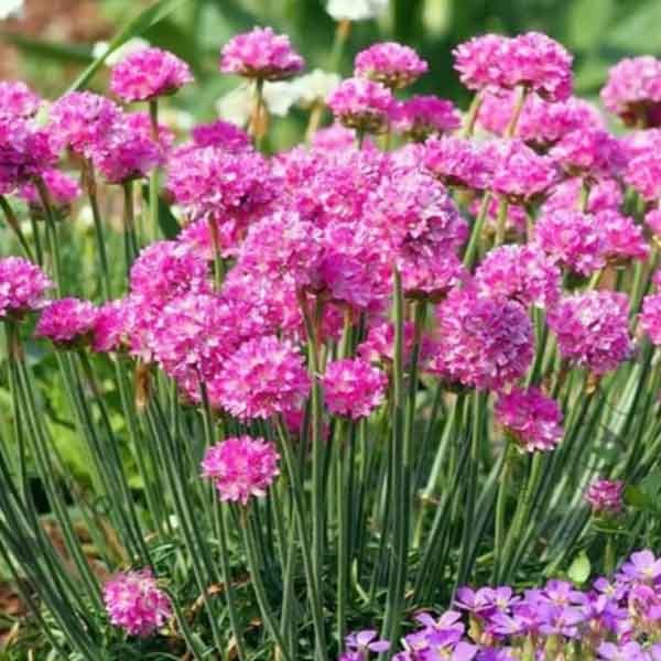 Pink sea thrift blooms forming a neat mound at the front of a garden border