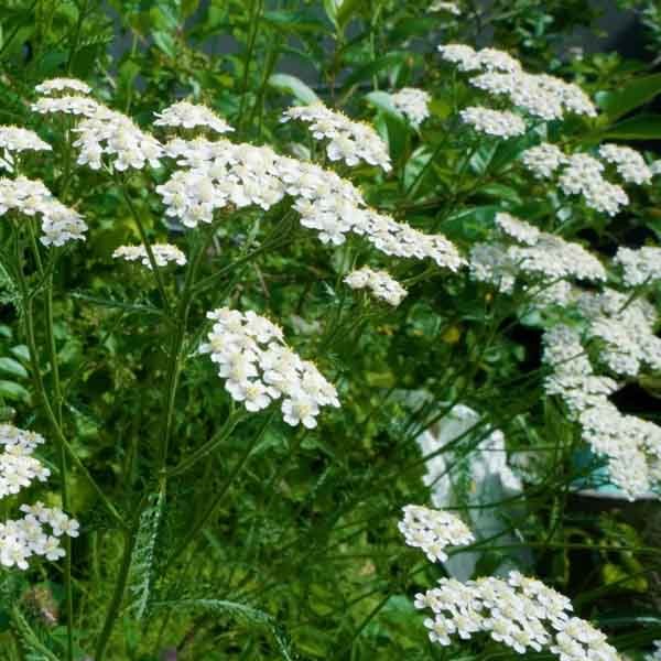 Flat clusters of yarrow flowers in a drought-tolerant perennial border